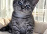 Smokey - British Shorthair Kitten For Sale - Algonquin&comma; IL&comma; US