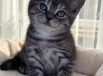 Smokey - British Shorthair Kitten For Sale - Algonquin&comma; IL&comma; US