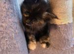 Maine coon kittens - Maine Coon Kitten For Sale - Easton&comma; PA&comma; US