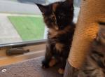 Maine coon kittens - Maine Coon Kitten For Sale - Easton&comma; PA&comma; US