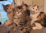 Maine coon kittens - Maine Coon Kitten For Sale - Easton&comma; PA&comma; US
