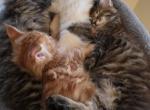 Maine coon kittens - Maine Coon Kitten For Sale - Easton&comma; PA&comma; US