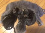 Little Bugs - Bengal Kitten For Sale - Nottingham&comma; MD&comma; US