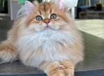Vivian Longhair - British Shorthair Kitten For Sale - Grayslake&comma; IL&comma; US