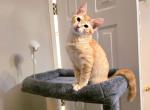 Sunny - American Shorthair Kitten For Sale - Cordova&comma; TN&comma; US