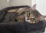 Percy - American Shorthair Kitten For Sale - Cordova&comma; TN&comma; US