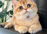 Zeus - British Shorthair Kitten For Sale - Grayslake&comma; IL&comma; US