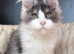 Casanova - Maine Coon Kitten For Sale - Grayslake&comma; IL&comma; US