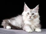 Garward - Maine Coon Kitten For Sale - Grayslake&comma; IL&comma; US