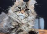 Leonardo - Maine Coon Kitten For Sale - Grayslake&comma; IL&comma; US