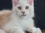 Marcus - Maine Coon Kitten For Sale - Grayslake&comma; IL&comma; US