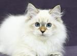 Lion - Siberian Kitten For Sale - Grayslake&comma; IL&comma; US