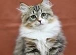 Lukas - Siberian Kitten For Sale - Grayslake&comma; IL&comma; US