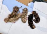 Remi x Blaze litter 3 snow males available - Bengal Kitten For Sale - CO&comma; US