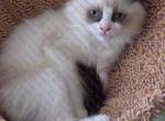 Kara Seal Bicolor Ragdoll Kitten - Ragdoll Kitten For Sale - Amherst&comma; NY&comma; US