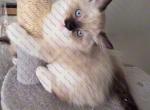Luke Seal Mitted Ragdoll Kitten - Ragdoll Kitten For Sale - Amherst&comma; NY&comma; US