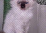 Mort Chocolate Mitted Ragdoll Kitten - Ragdoll Kitten For Sale - Amherst&comma; NY&comma; US