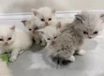 Ragdoll litter 1 - Ragdoll Kitten For Sale - Dearborn&comma; MI&comma; US