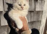 TICA Registered Purebred Maine Coon - Maine Coon Kitten For Sale - Narragansett&comma; RI&comma; US
