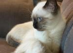 Truffle&Toffee - Siamese Kitten For Sale - Maclean&comma; VA&comma; US