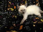 NAMI - Siamese Kitten For Sale - 