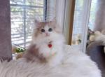 M035 - Minuet Kitten For Sale - Los Angeles&comma; CA&comma; US