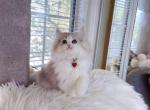 M035 - Minuet Kitten For Sale - Los Angeles&comma; CA&comma; US