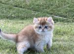 Aria black golden chinchilla - British Shorthair Kitten For Sale - Matthews&comma; NC&comma; US