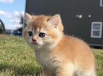 Ares British Shorthair - British Shorthair Kitten For Sale - Matthews&comma; NC&comma; US