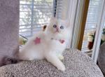 M036 - Minuet Kitten For Sale - Los Angeles&comma; CA&comma; US