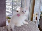 M036 - Minuet Kitten For Sale - Los Angeles&comma; CA&comma; US