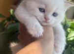 Elf - Scottish Straight Kitten For Sale - Kansas City&comma; MO&comma; US
