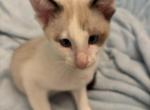 Evas Beautiful Snowshoe Siamese kittens - Siamese Kitten For Sale - Moneta&comma; VA&comma; US