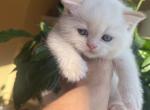 Elf - Scottish Straight Kitten For Sale - Omaha&comma; NE&comma; US