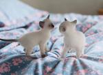 Kissy's litter - Snowshoe Kitten For Sale - Walterboro&comma; SC&comma; US