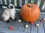 Pink - Siamese Kitten For Sale - 
