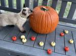 Belle - Siamese Kitten For Sale - Houston&comma; TX&comma; US