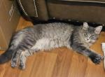 Klaus - Maine Coon Kitten For Sale - Virginia Beach&comma; VA&comma; US