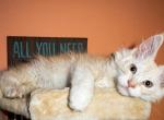 Hunter - Maine Coon Kitten For Sale - Virginia Beach&comma; VA&comma; US