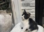Kitten - American Shorthair Kitten For Sale - Agawam&comma; MA&comma; US