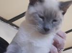 Handsome almost 5 month blue point boy - Siamese Kitten For Sale - Twin Lakes&comma; WI&comma; US