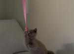 Scottish Straight Fawn  Kitten - Scottish Straight Kitten For Sale - Gig Harbor&comma; WA&comma; US
