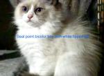 Alvar and Lilys litter - Ragdoll Kitten For Sale - Double Springs&comma; AL&comma; US