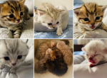 Silver - Scottish Straight Kitten For Sale - Federal Way&comma; WA&comma; US