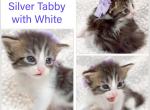 Flannel - Maine Coon Kitten For Sale - 
