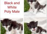 Zoro Poly - Maine Coon Kitten For Sale - 