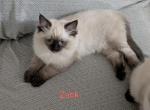 Zack - Ragdoll Kitten For Sale - Reading&comma; PA&comma; US