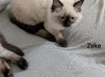 Zeke - Ragdoll Kitten For Sale - Reading&comma; PA&comma; US