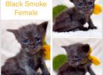 Comfort Poly - Maine Coon Kitten For Sale - 