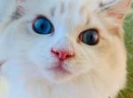 super pretty - Ragdoll Kitten For Sale - 